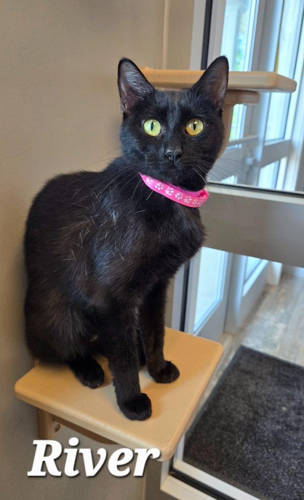 River, Adoptable, Young Female Domestic Short Hair.