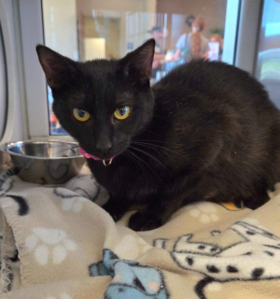 River, a Adoptable mixed breed in Sidney, OH image 2/2