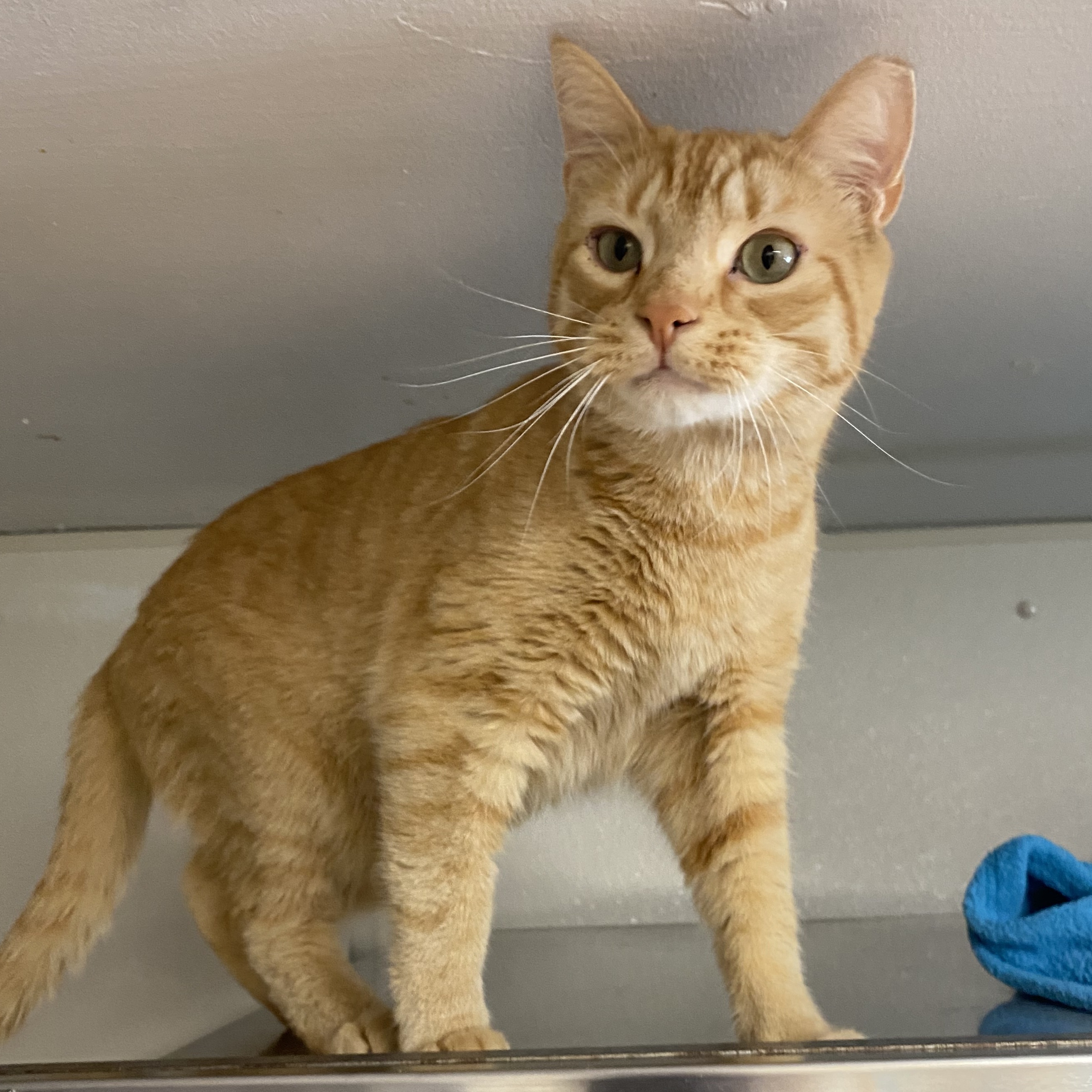 Peter, Adoptable, Young Male Domestic Short Hair.