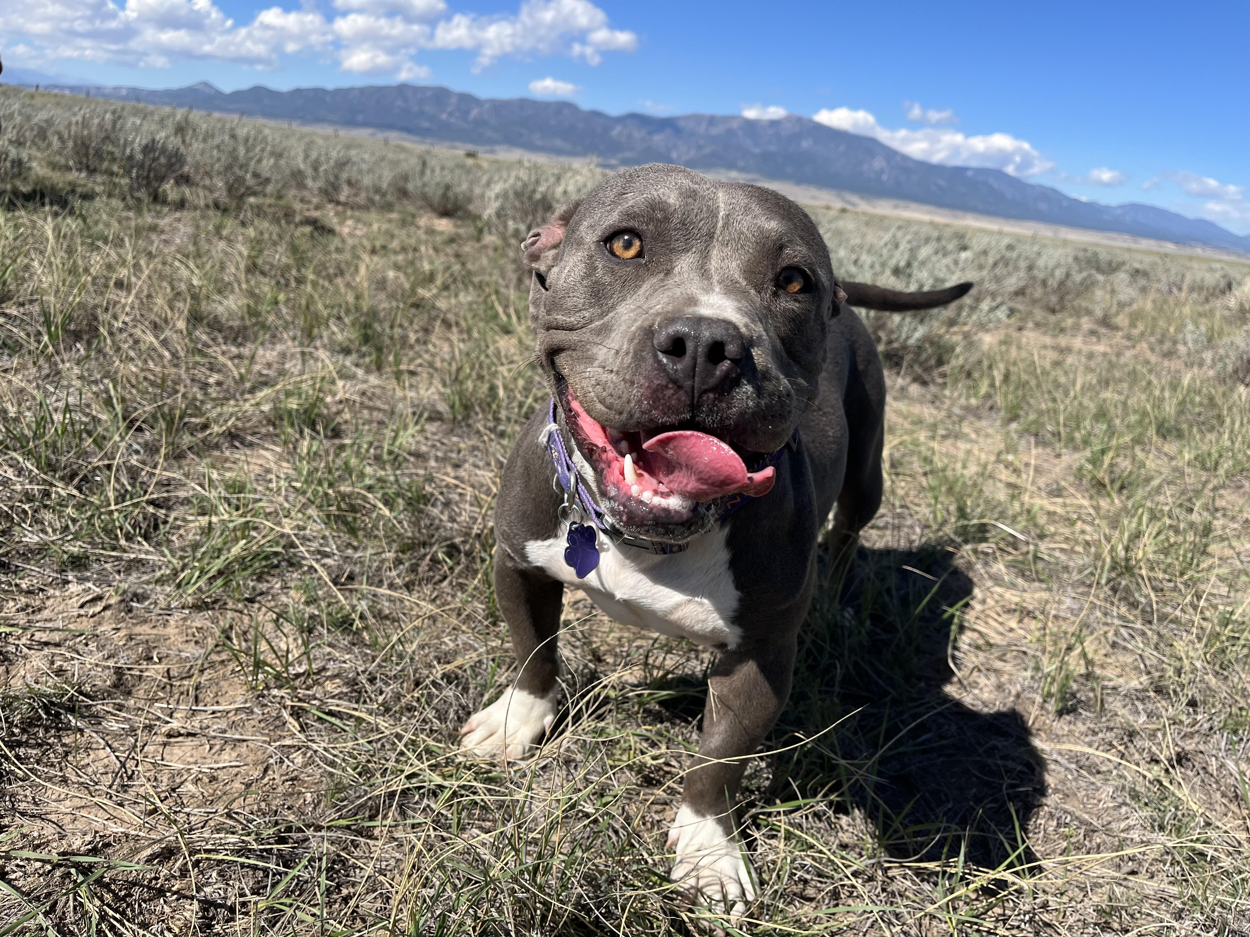 Enlarge Penelope, a Adopted mixed breed in RYE, CO image 2/6