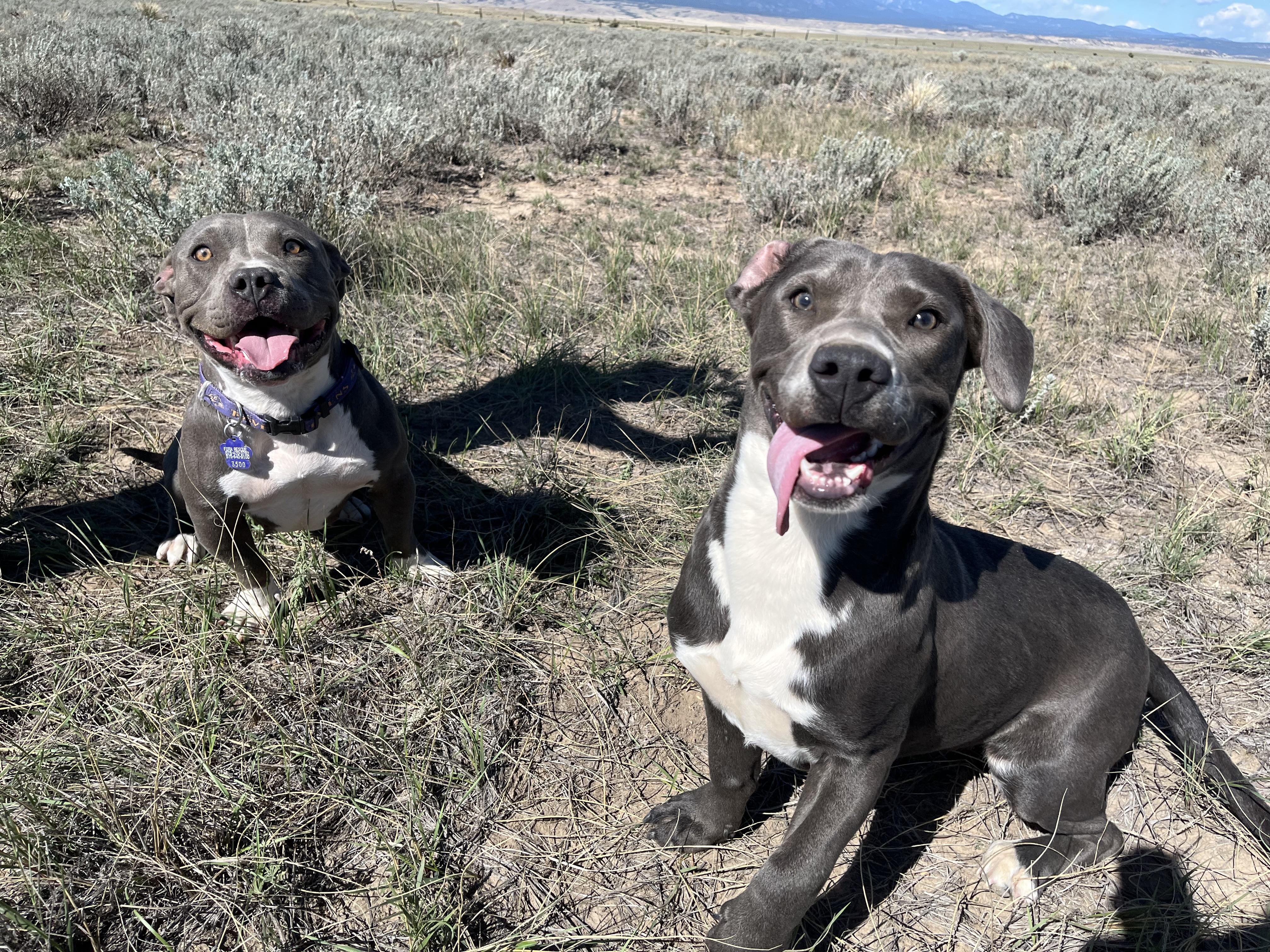 Enlarge Penelope, a Adopted mixed breed in RYE, CO image 4/6