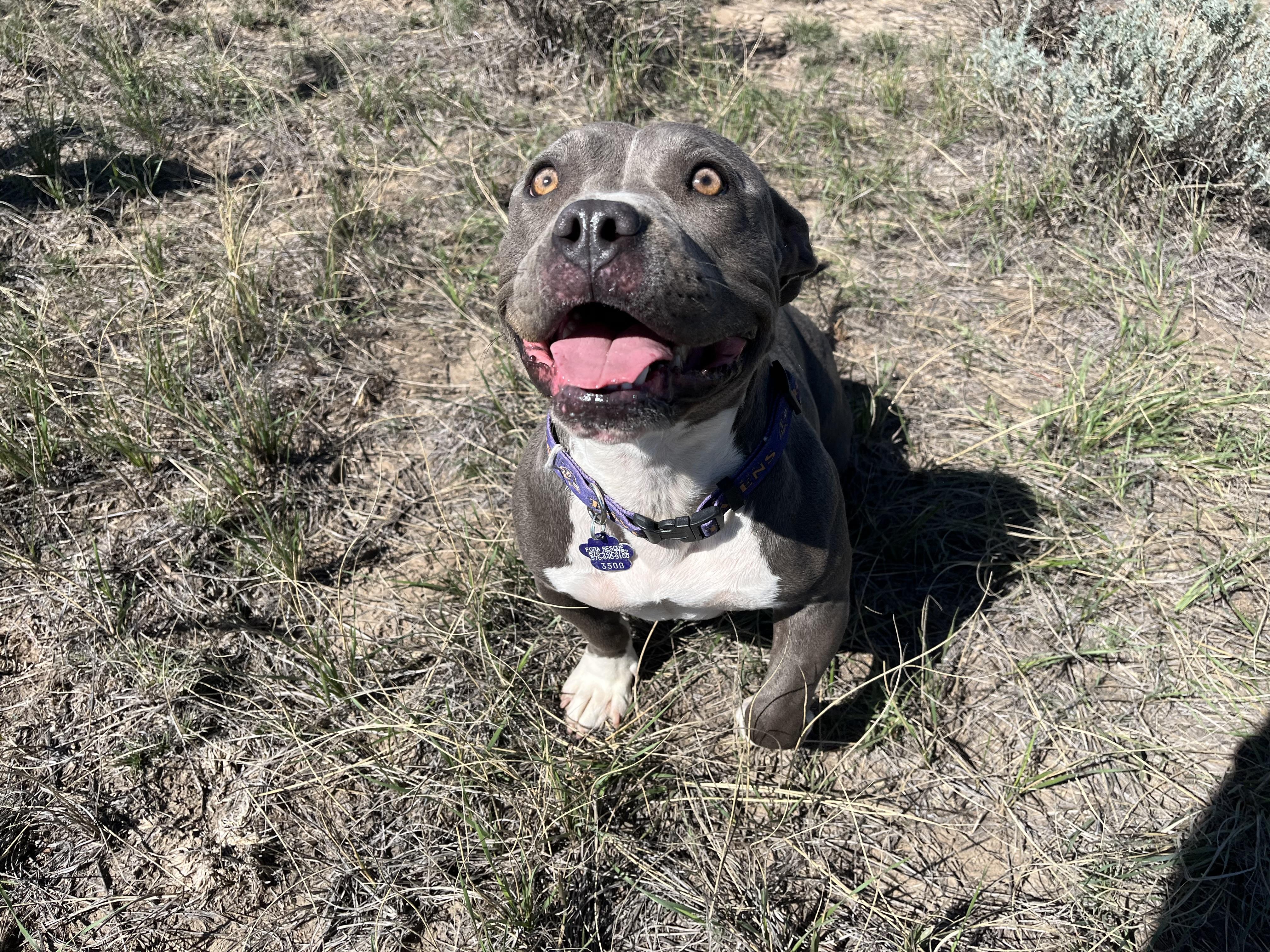 Enlarge Penelope, a Adopted mixed breed in RYE, CO image 6/6