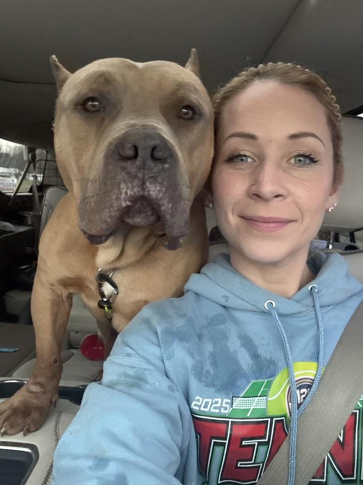 Enlarge Apollo, a ADOPTABLE American Bully in Edwardsville, IL image 2/4