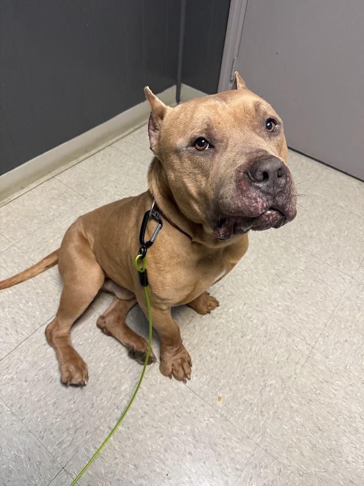 Enlarge Apollo, a ADOPTABLE American Bully in Edwardsville, IL image 1/4