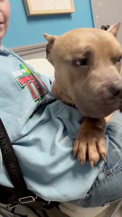 Enlarge Apollo, a ADOPTABLE American Bully in Edwardsville, IL video 3/4