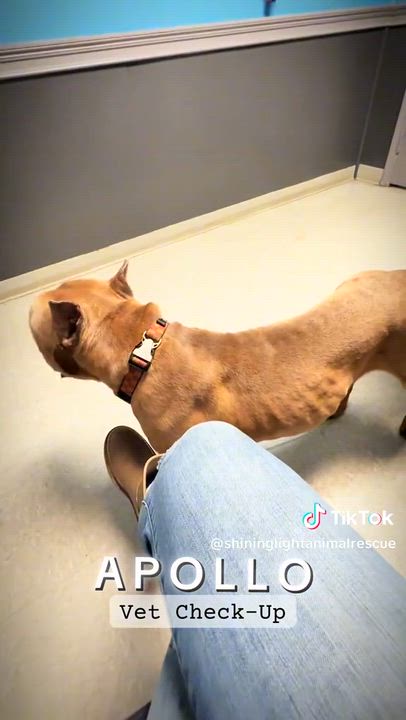 Enlarge Apollo, a ADOPTABLE American Bully in Edwardsville, IL video 4/4