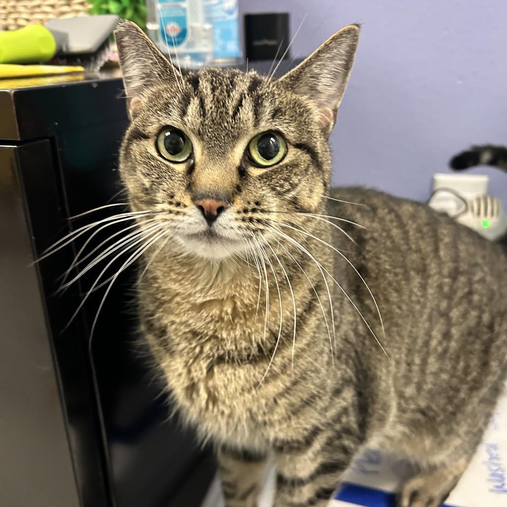 Enlarge Venus, a Adoptable Domestic Short Hair in Henderson, NV image 1/6