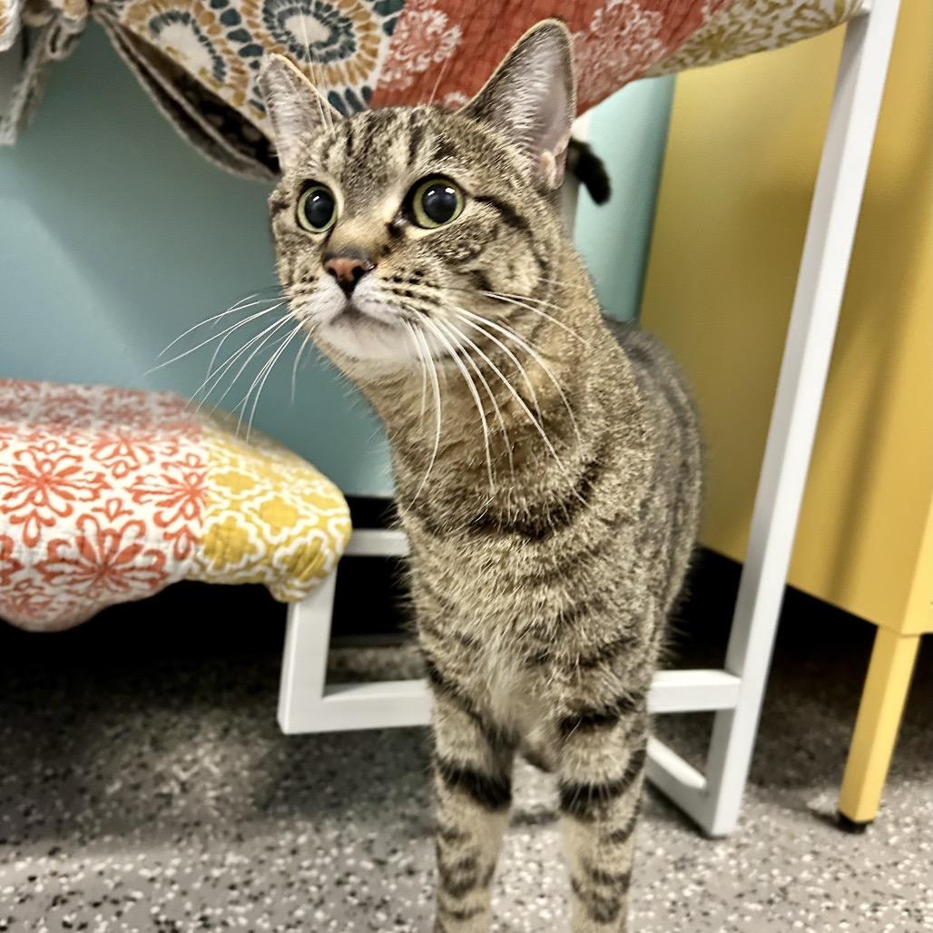 Enlarge Venus, a Adoptable Domestic Short Hair in Henderson, NV image 2/6
