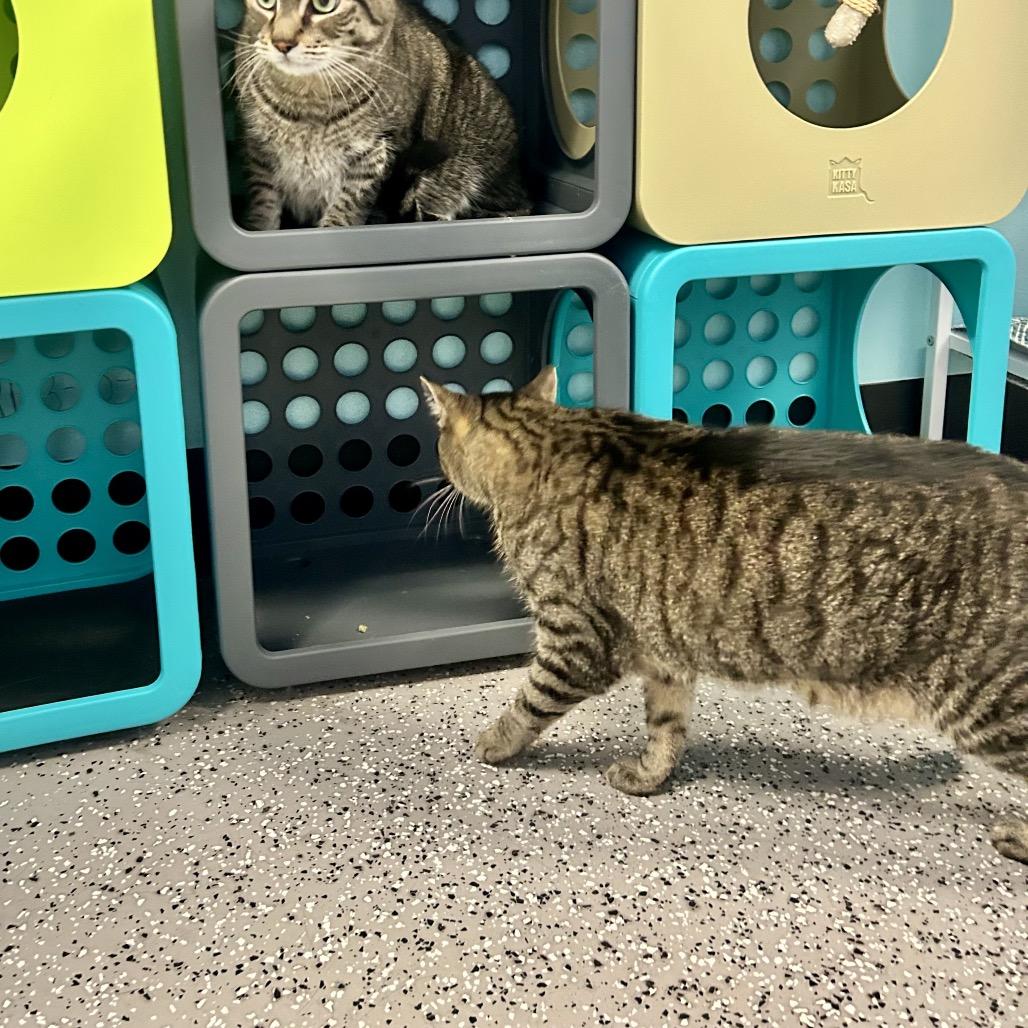Enlarge Venus, a Adoptable Domestic Short Hair in Henderson, NV image 3/6