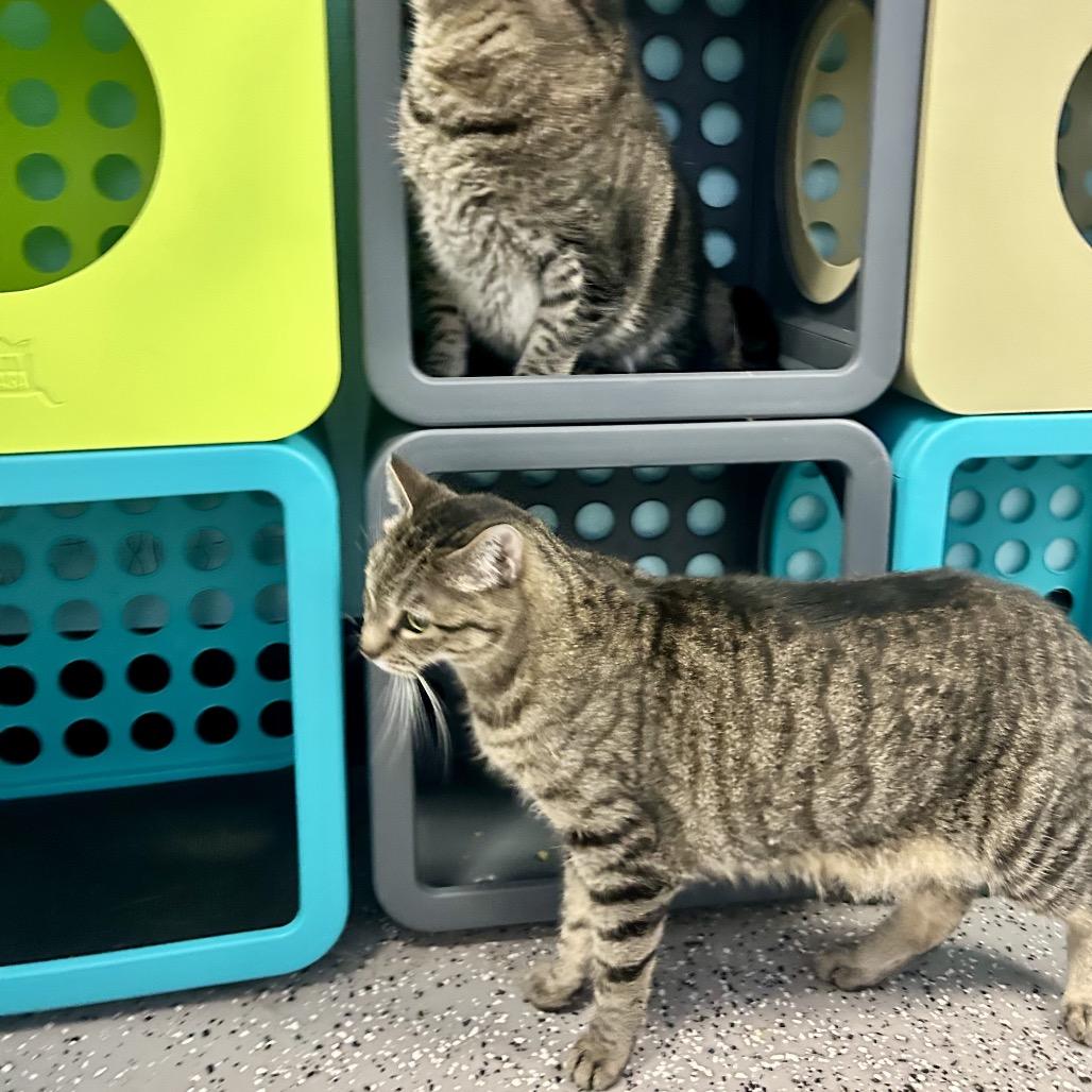 Enlarge Venus, a Adoptable Domestic Short Hair in Henderson, NV image 4/6