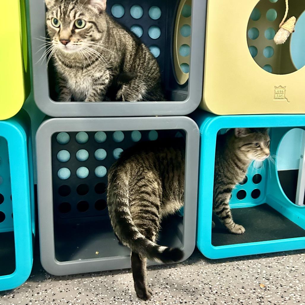 Enlarge Venus, a Adoptable Domestic Short Hair in Henderson, NV image 6/6