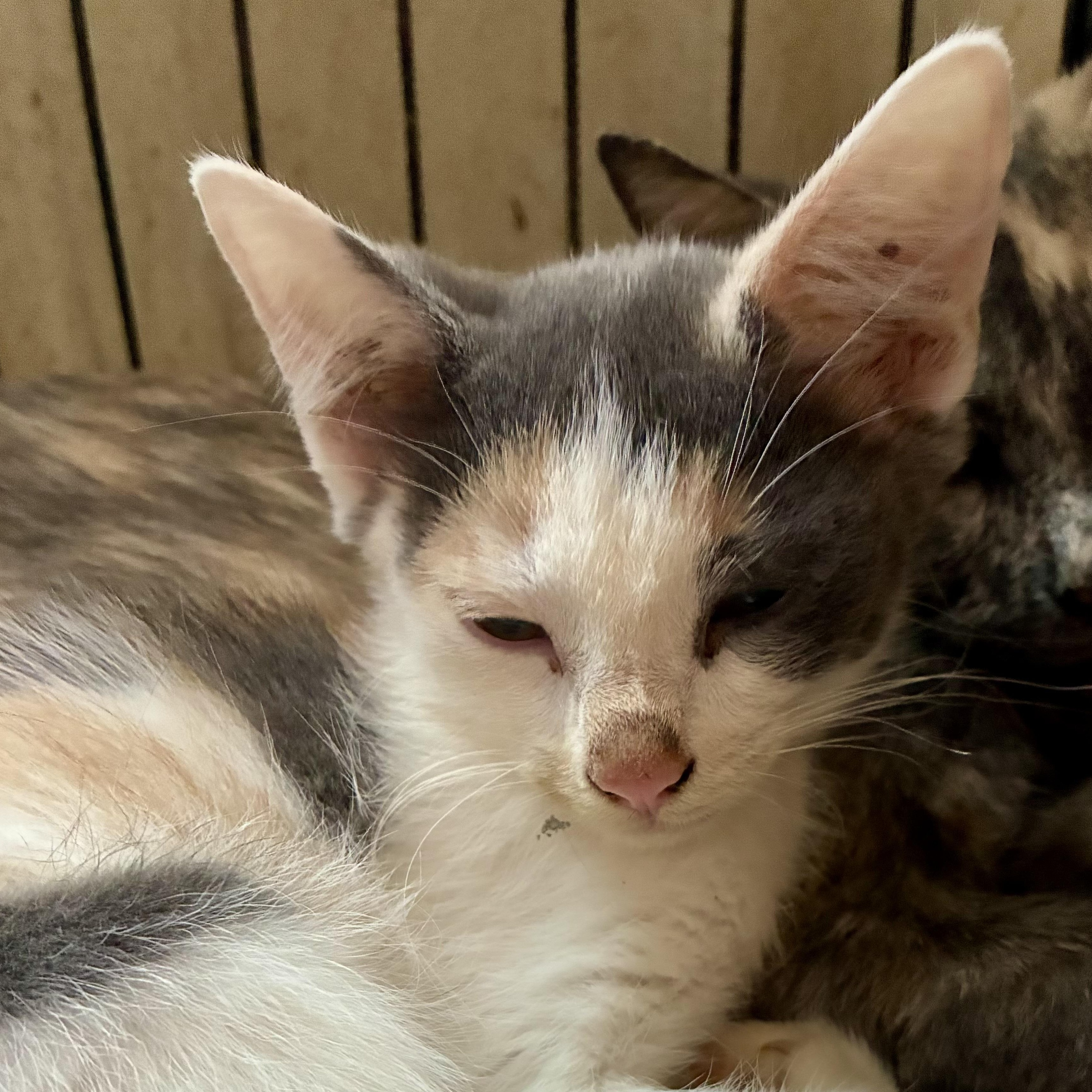 Enlarge Hazel, a ADOPTABLE Dilute Calico in Bridgeton, NC image 2/2