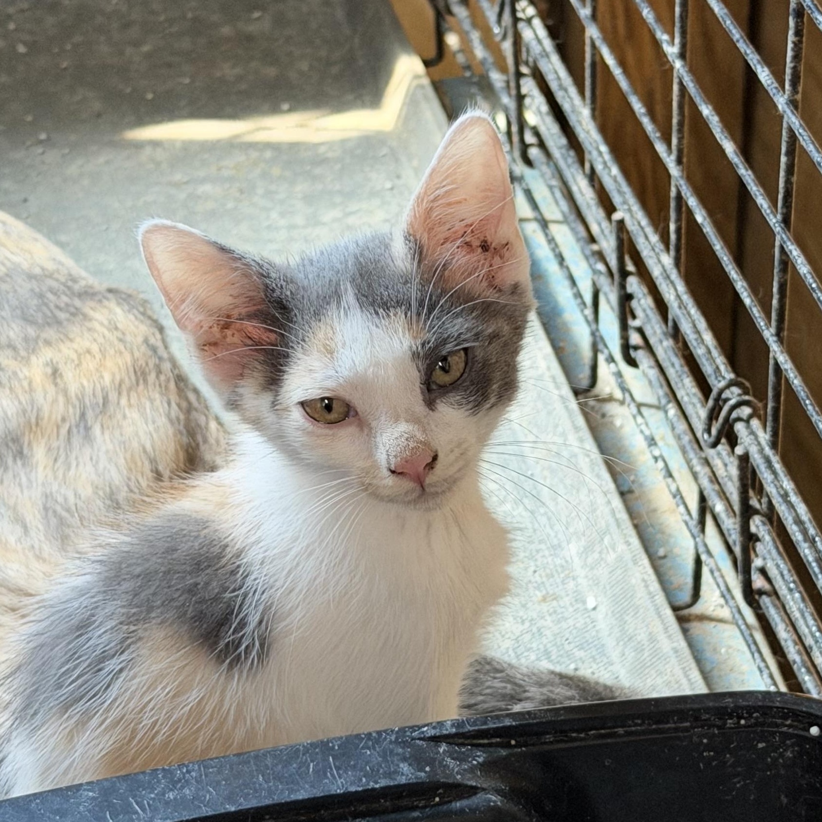 Hazel, ADOPTABLE, Kitten Female Dilute Calico.
