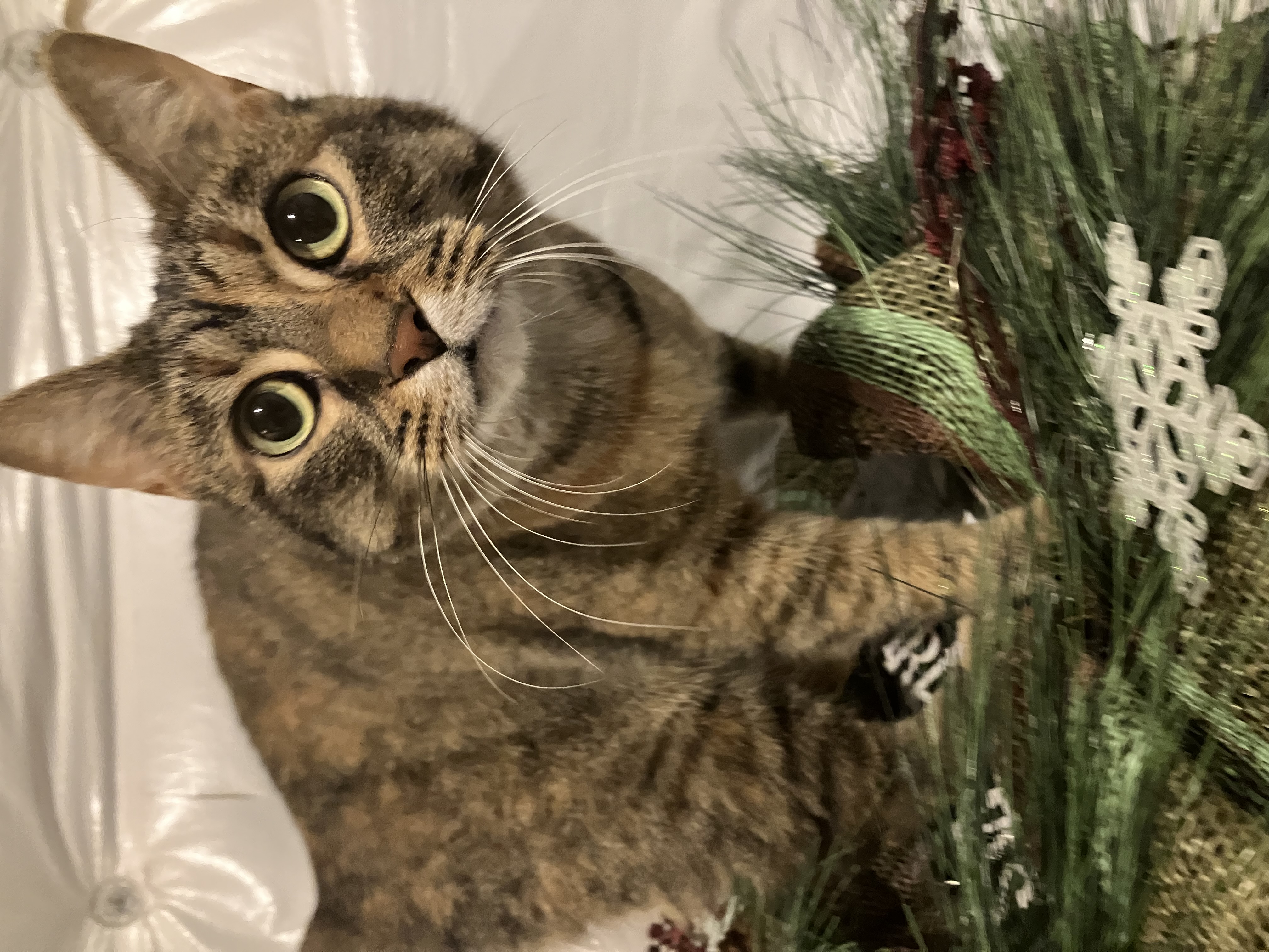 Enlarge Twizzler, a Adopted American Shorthair in Mount Airy, MD image 1/5