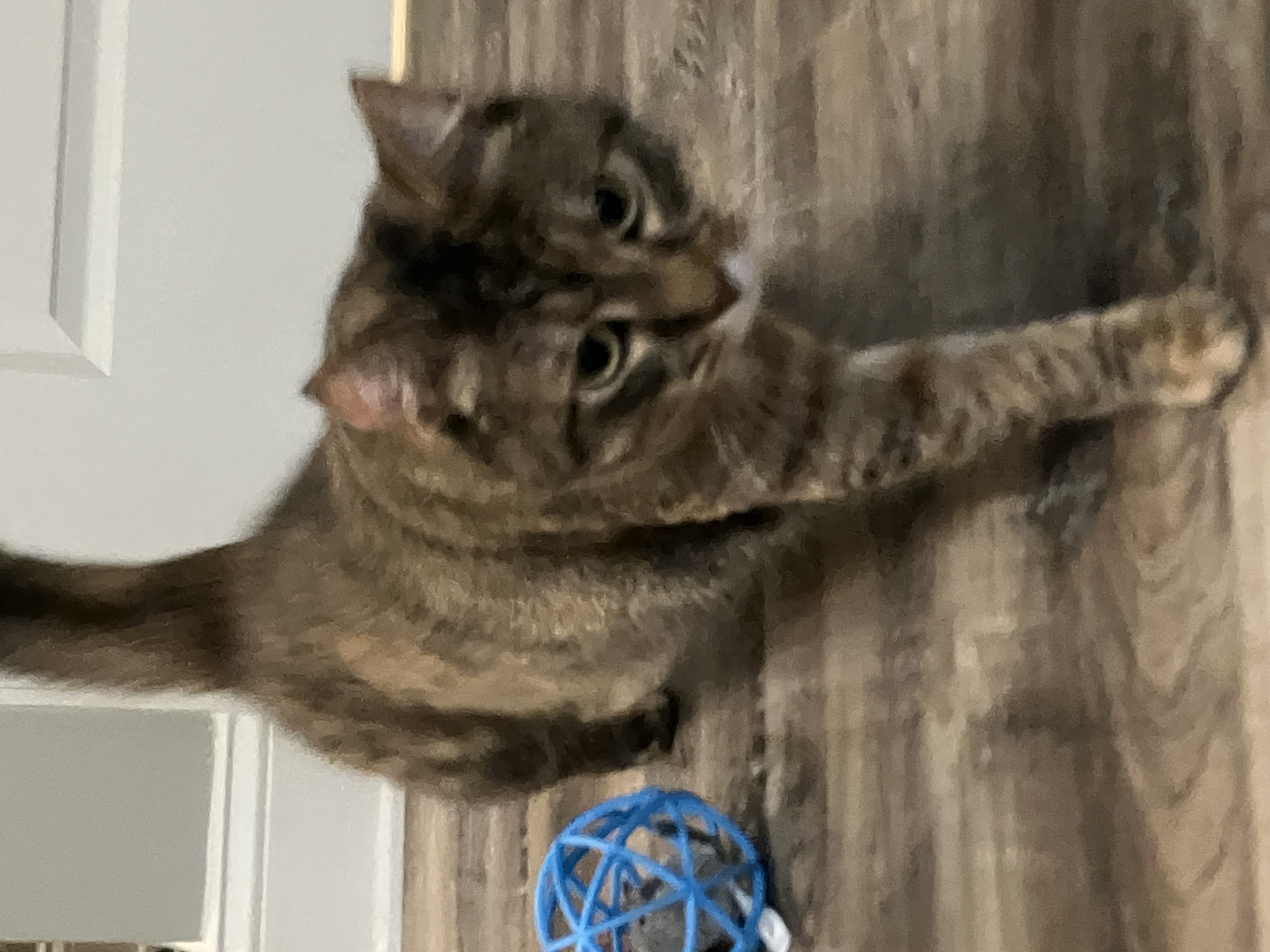 Enlarge Twizzler, a Adopted American Shorthair in Mount Airy, MD image 2/5