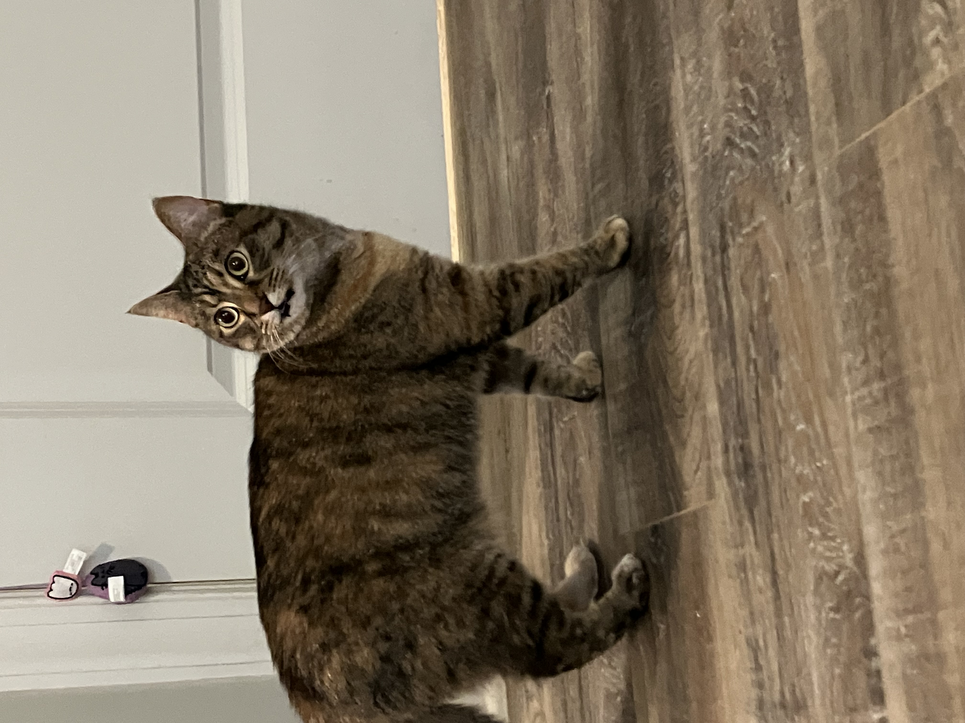 Enlarge Twizzler, a Adopted American Shorthair in Mount Airy, MD image 3/5