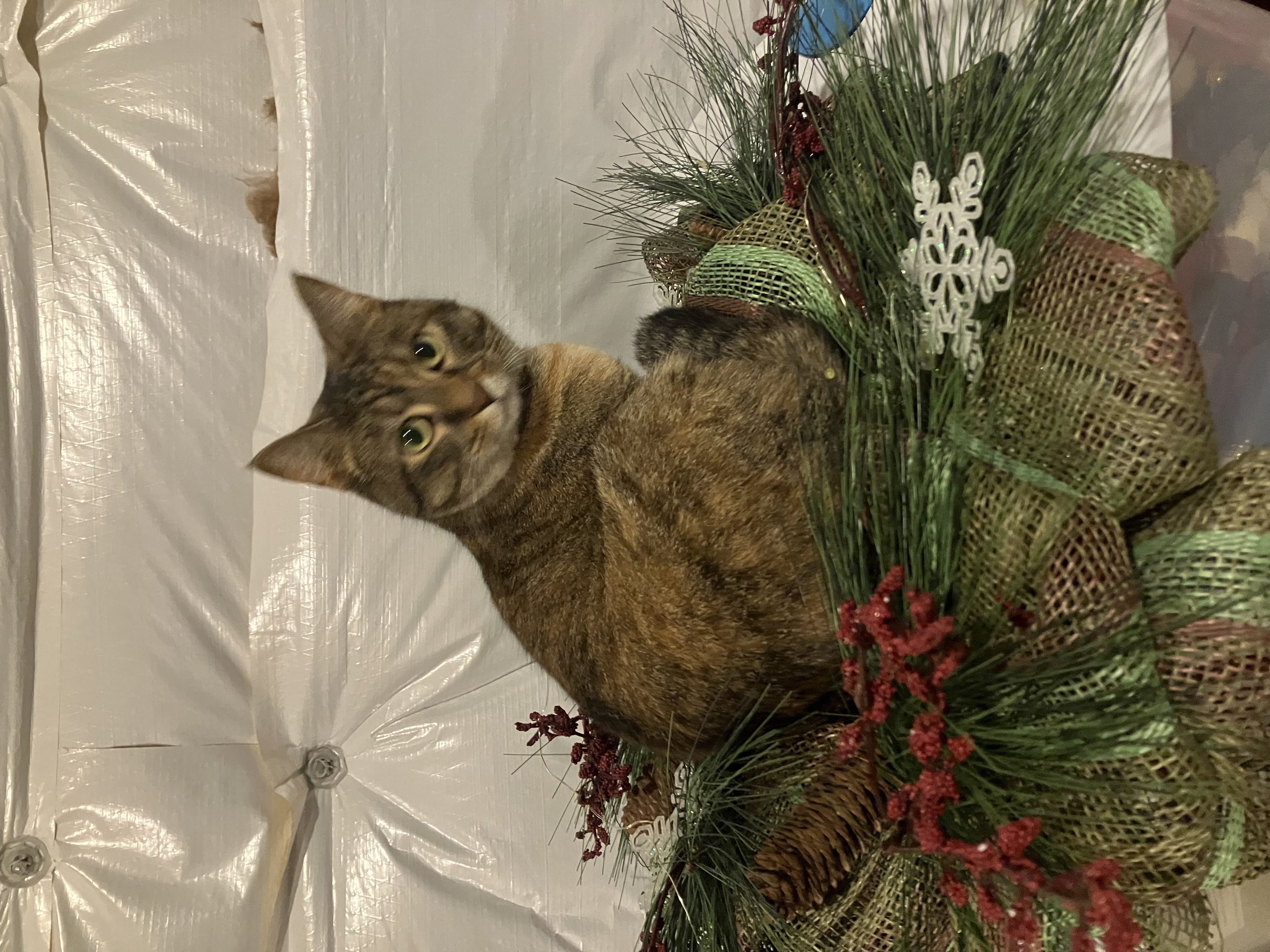 Enlarge Twizzler, a Adopted American Shorthair in Mount Airy, MD image 4/5