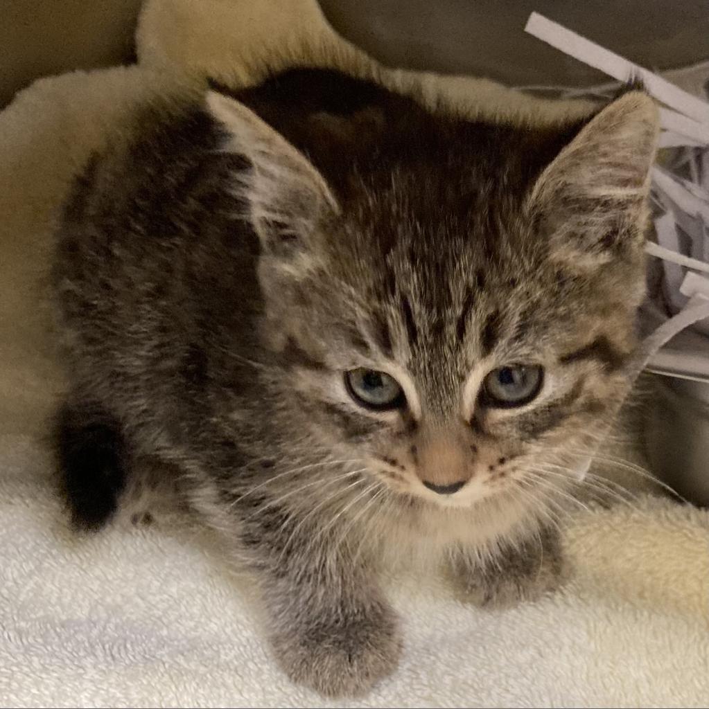 Enlarge Kiri FKA Elle, a Adoptable Domestic Short Hair in Waldorf, MD image 1/6