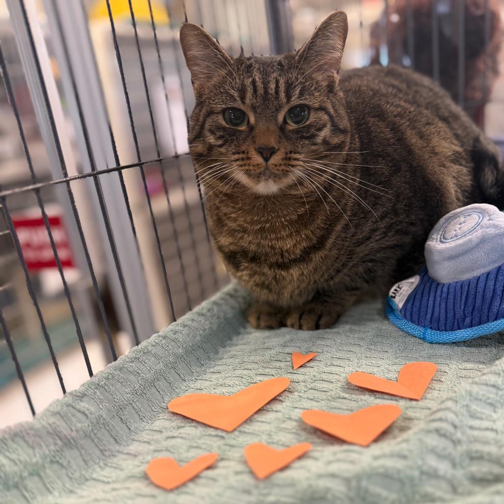 Enlarge Kiri FKA Elle, a Adoptable Domestic Short Hair in Waldorf, MD image 2/6