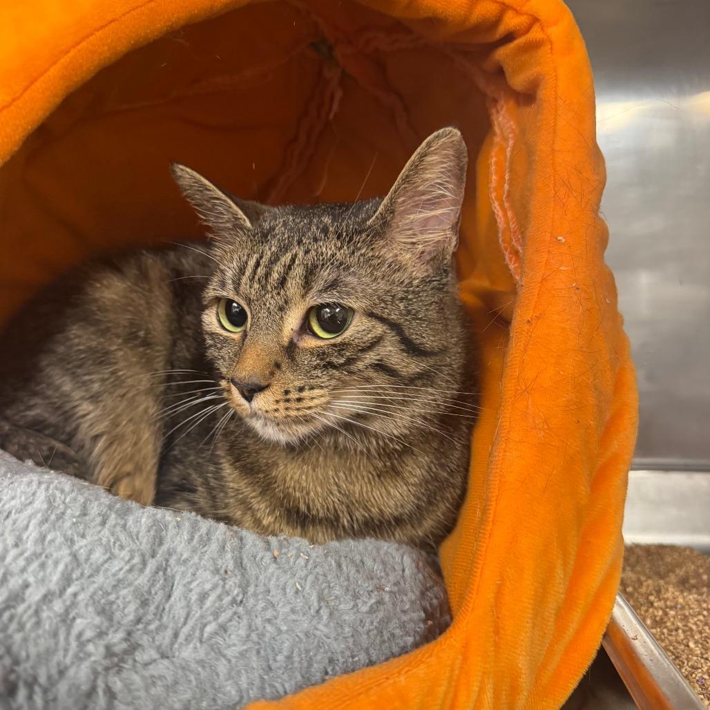 Enlarge Kiri FKA Elle, a Adoptable Domestic Short Hair in Waldorf, MD image 2/6