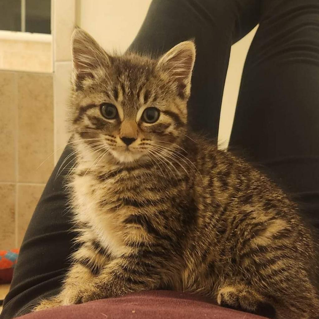 Enlarge Kiri FKA Elle, a Adoptable Domestic Short Hair in Waldorf, MD image 3/6