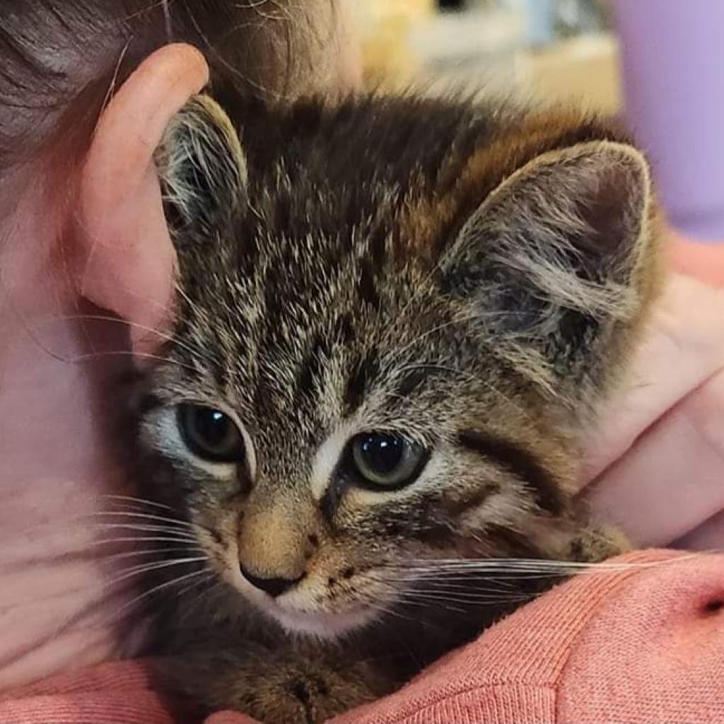 Enlarge Kiri FKA Elle, a Adoptable Domestic Short Hair in Waldorf, MD image 4/6
