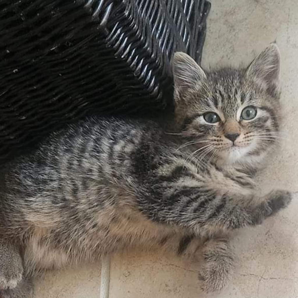 Enlarge Kiri FKA Elle, a Adoptable Domestic Short Hair in Waldorf, MD image 6/6