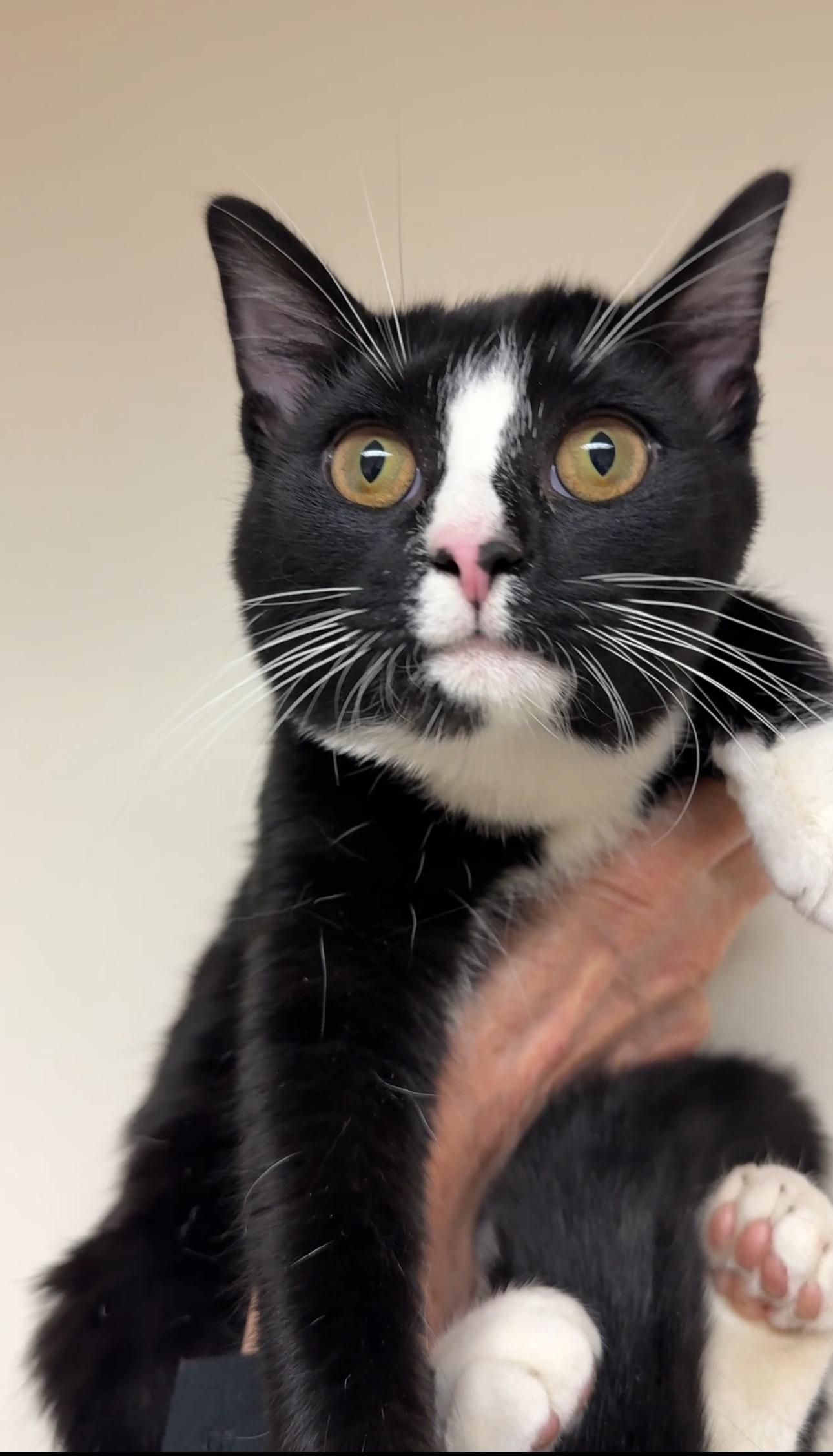 Big Man, Adoptable, Young Male Domestic Short Hair.