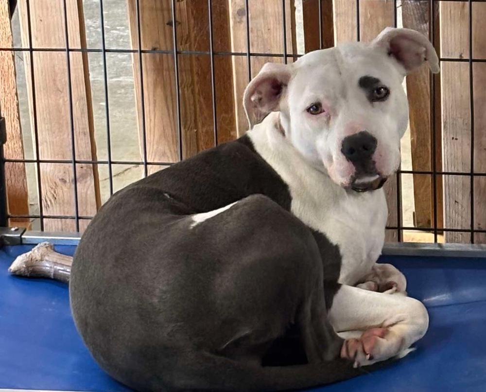 Enlarge North, a Adoptable mixed breed in TULSA, OK image 1/6