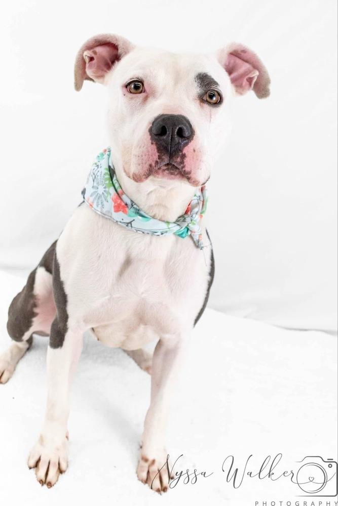 Enlarge North, a Adoptable mixed breed in TULSA, OK image 2/6