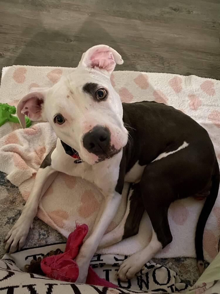 Enlarge North, a Adoptable mixed breed in TULSA, OK image 3/6