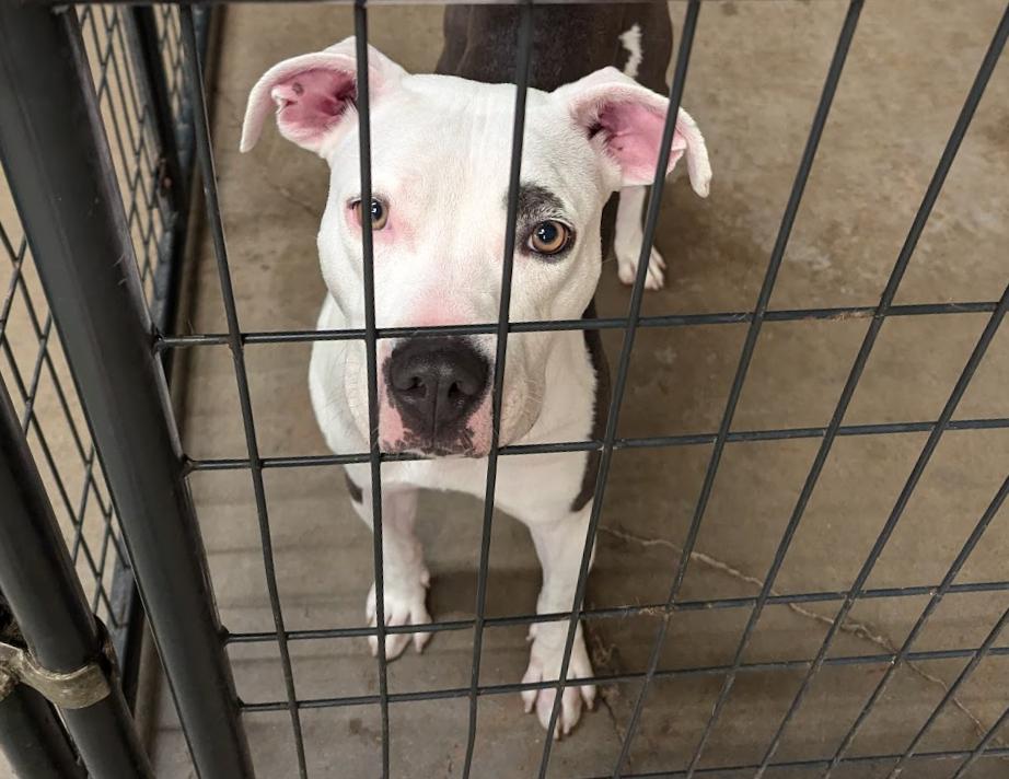 Enlarge North, a Adoptable mixed breed in TULSA, OK image 4/6