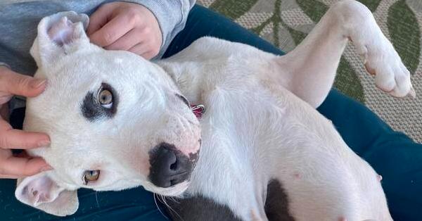 Enlarge North, a Adoptable mixed breed in TULSA, OK image 5/6