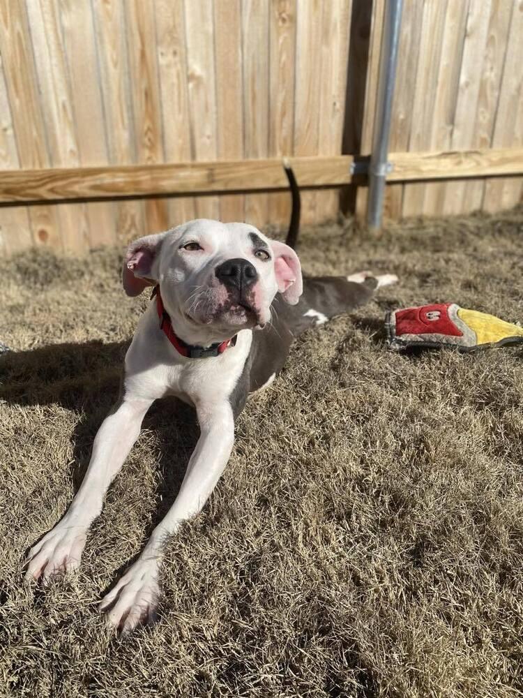 Enlarge North, a Adoptable mixed breed in TULSA, OK image 6/6