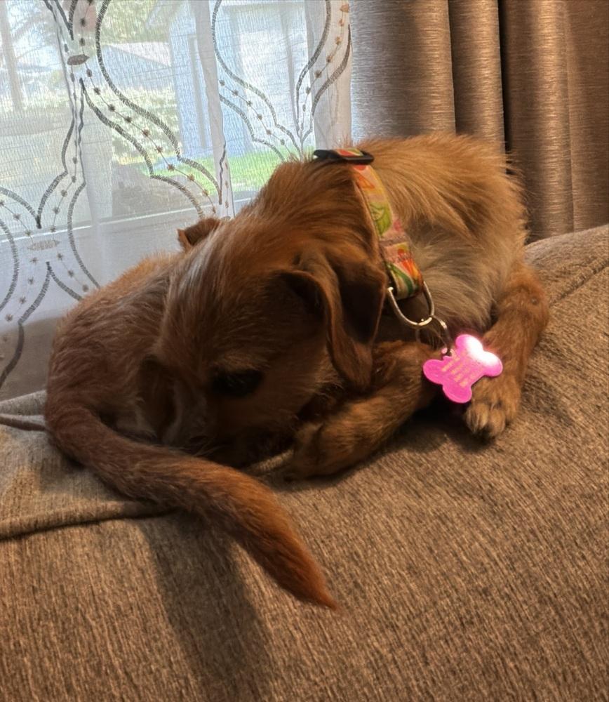 Annabelle, a Adoptable mixed breed in Richardson, TX image 2/6