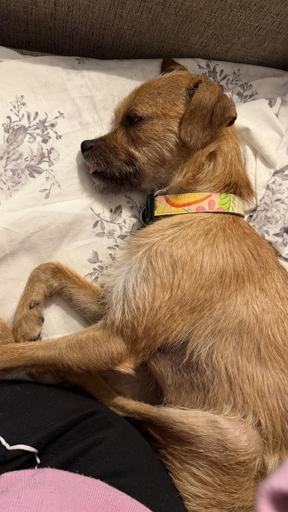 Annabelle, a Adoptable mixed breed in Richardson, TX image 6/6