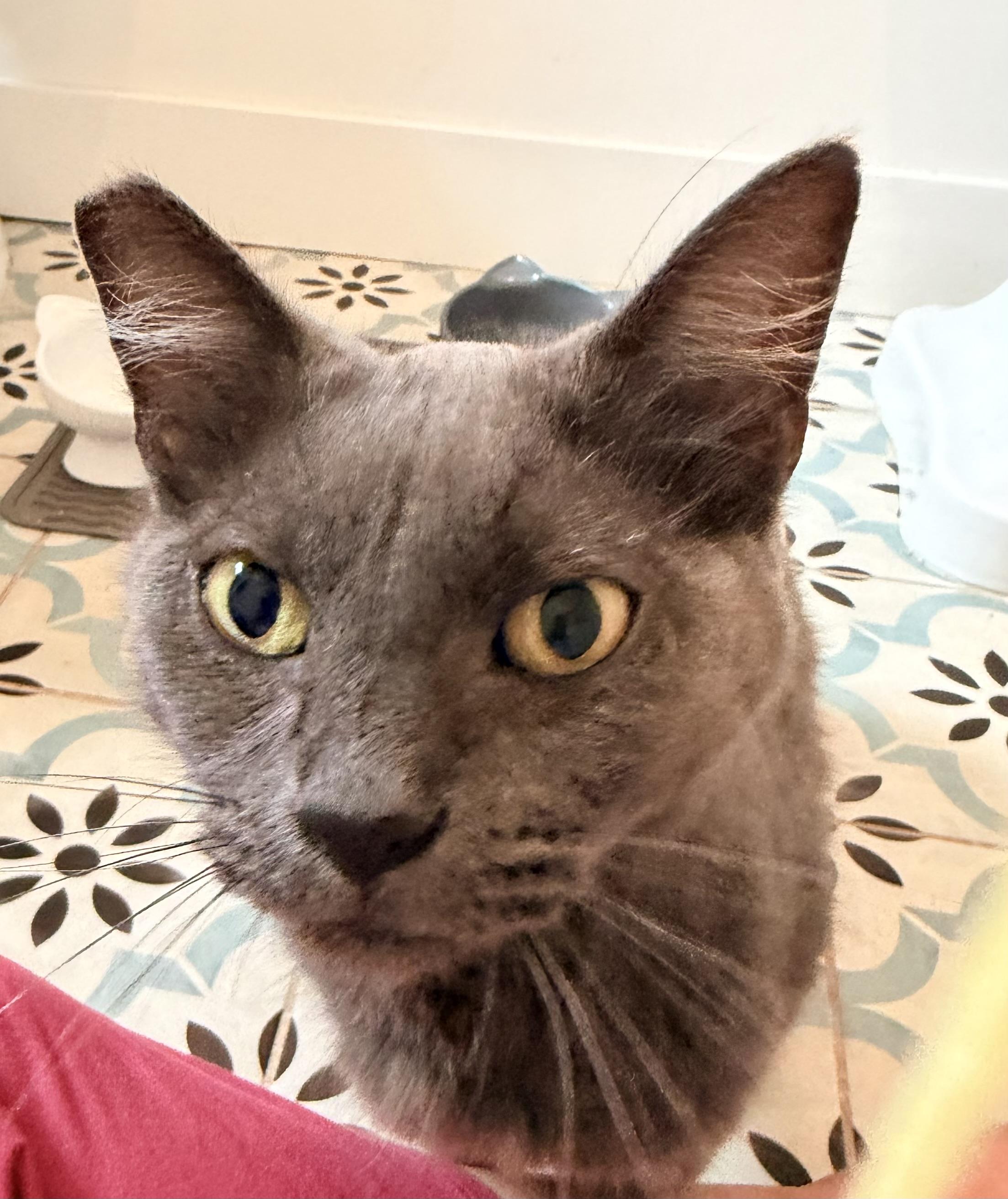 Calypso, ADOPTABLE, Adult Male Russian Blue & Domestic Medium Hair.