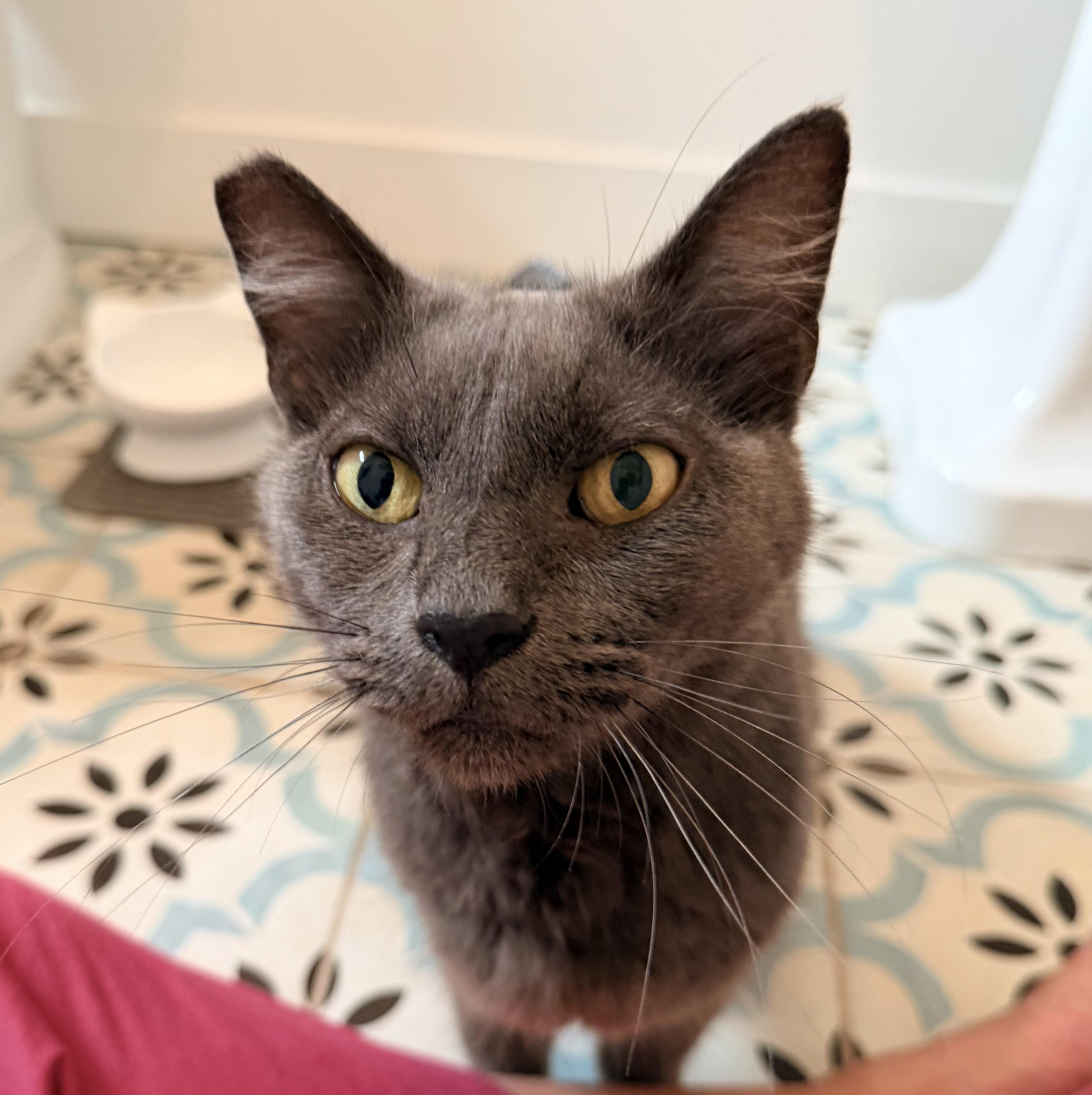 Enlarge Calypso, a ADOPTABLE mixed breed in Inglewood, CA image 2/5