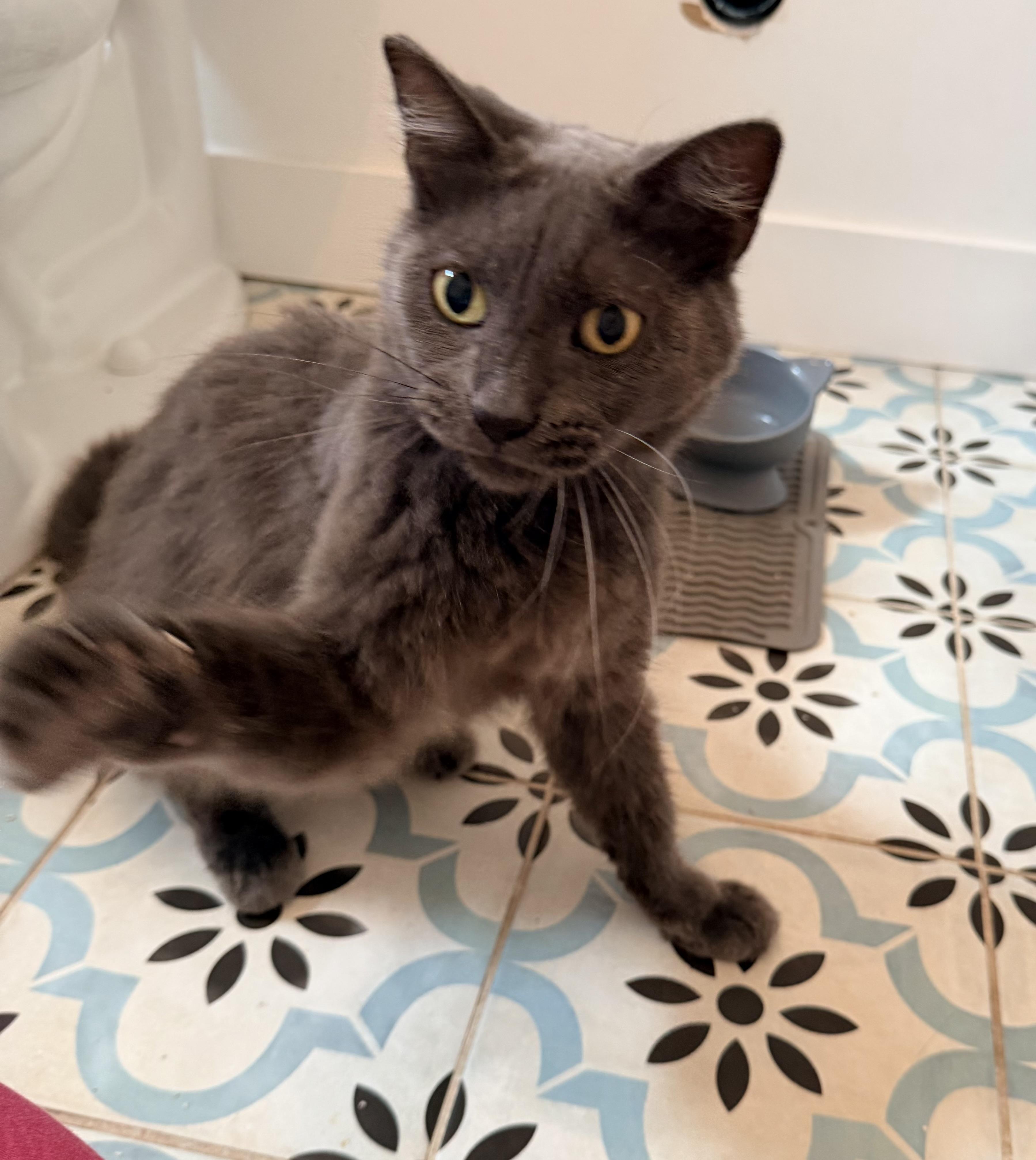 Enlarge Calypso, a ADOPTABLE mixed breed in Inglewood, CA image 4/5