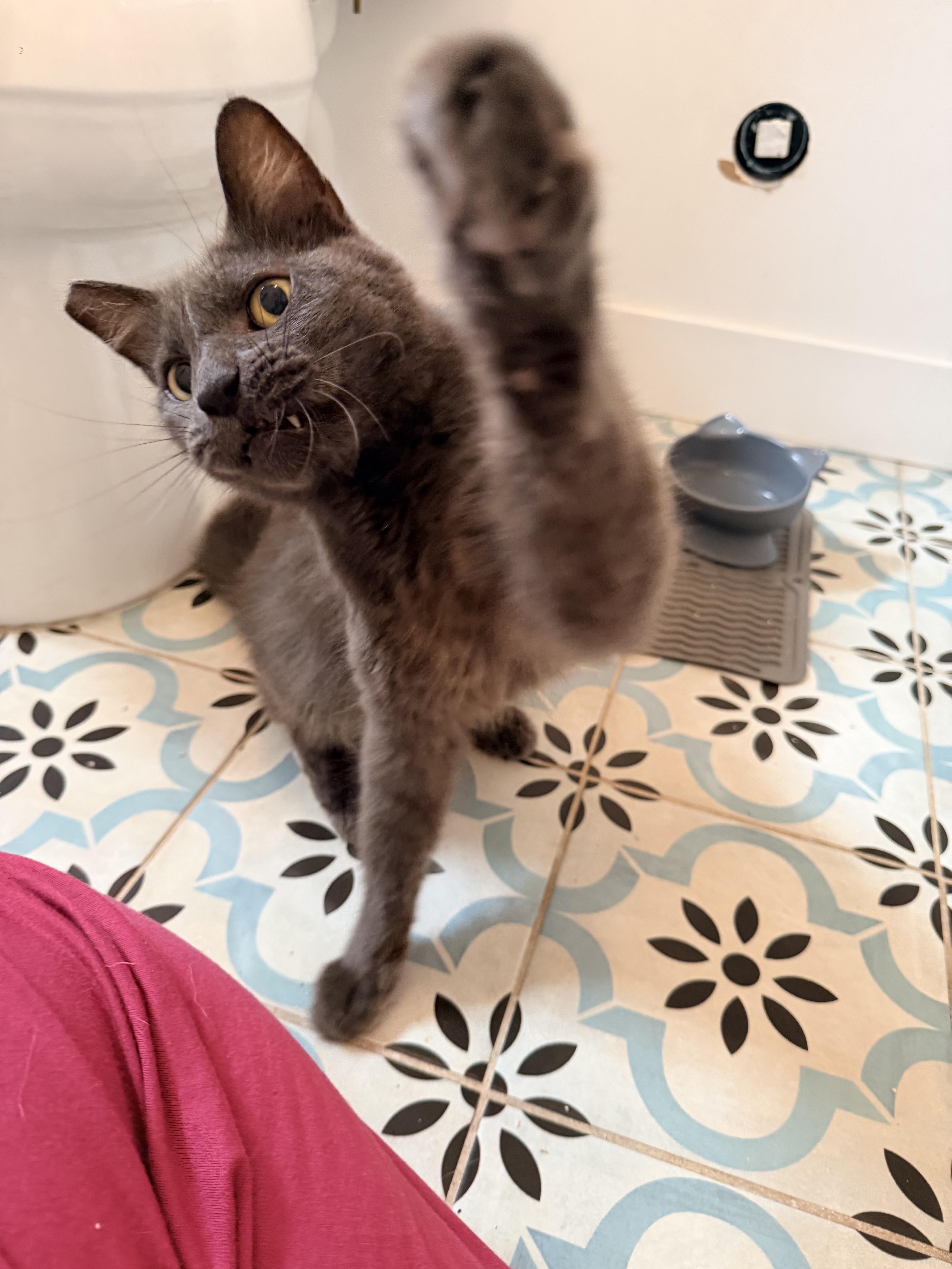 Enlarge Calypso, a ADOPTABLE mixed breed in Inglewood, CA image 5/5
