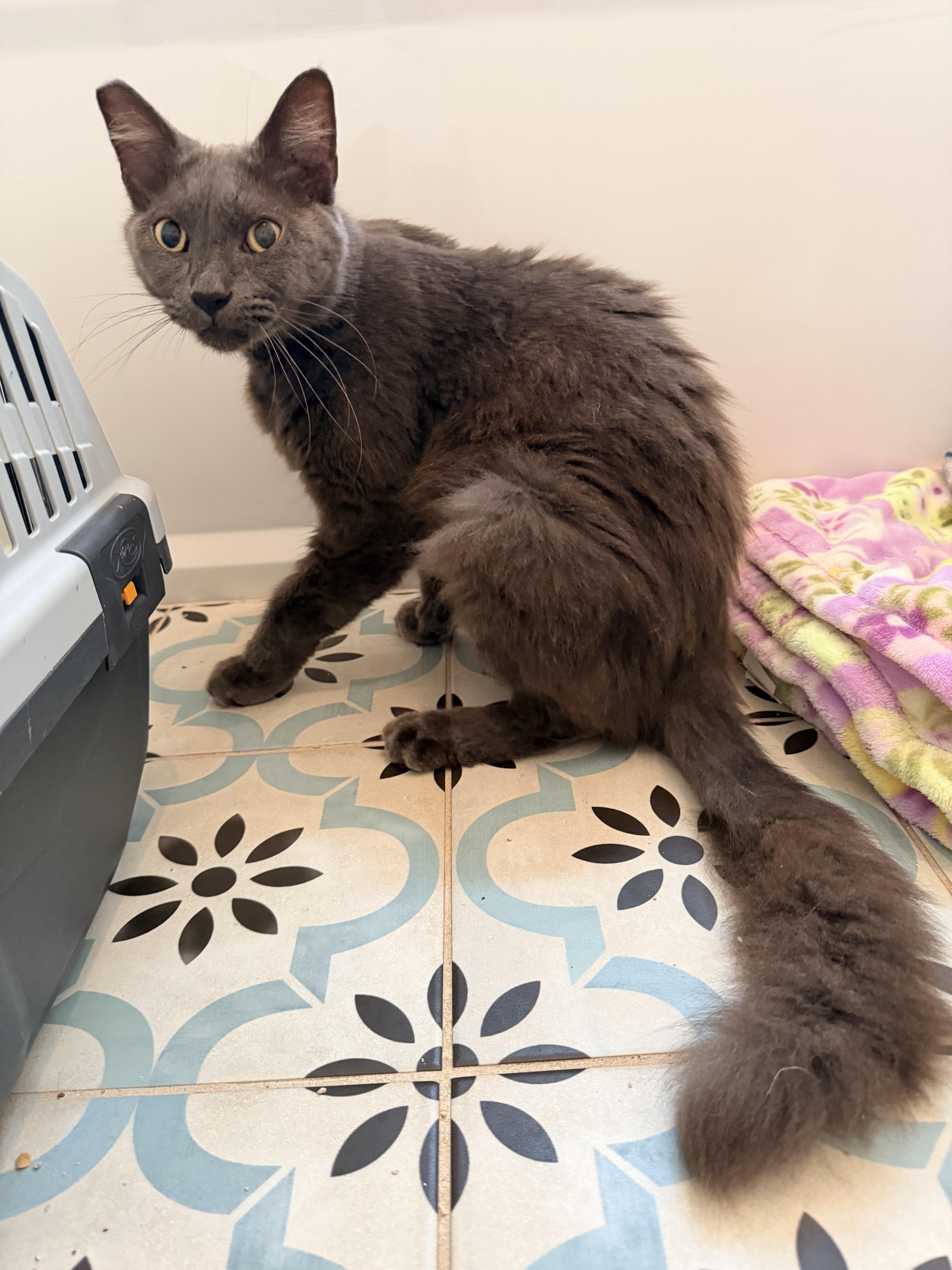 Enlarge Calypso, a ADOPTABLE mixed breed in Inglewood, CA image 3/5