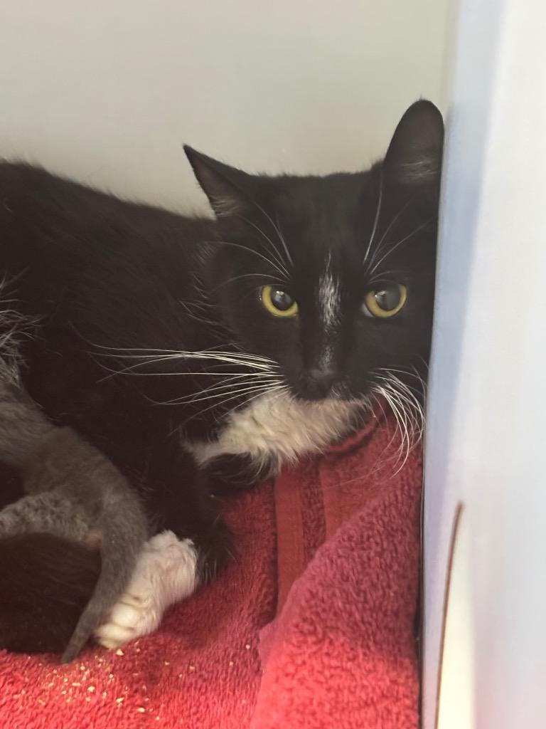 Enlarge Dooritoe, a Adoptable Domestic Short Hair in Douglasville, GA image 1/2
