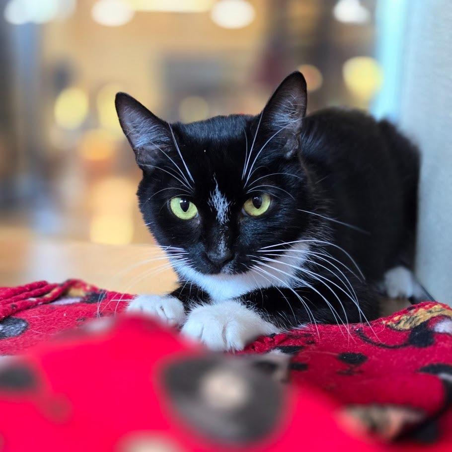 Enlarge Dooritoe, a Adoptable Domestic Short Hair in Douglasville, GA image 2/2