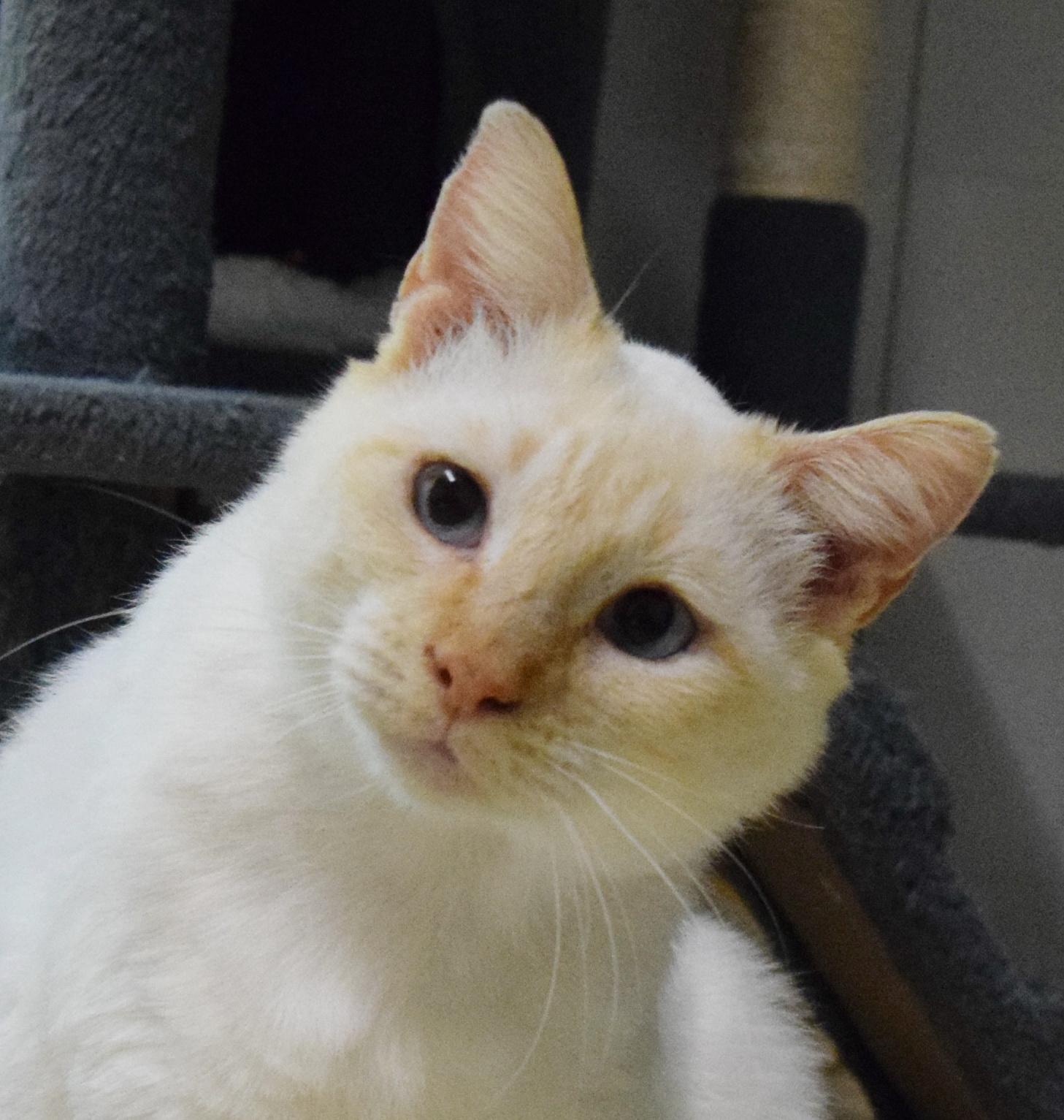 Tag, an adoptable mixed breed in Bulverde, TX image 1/6