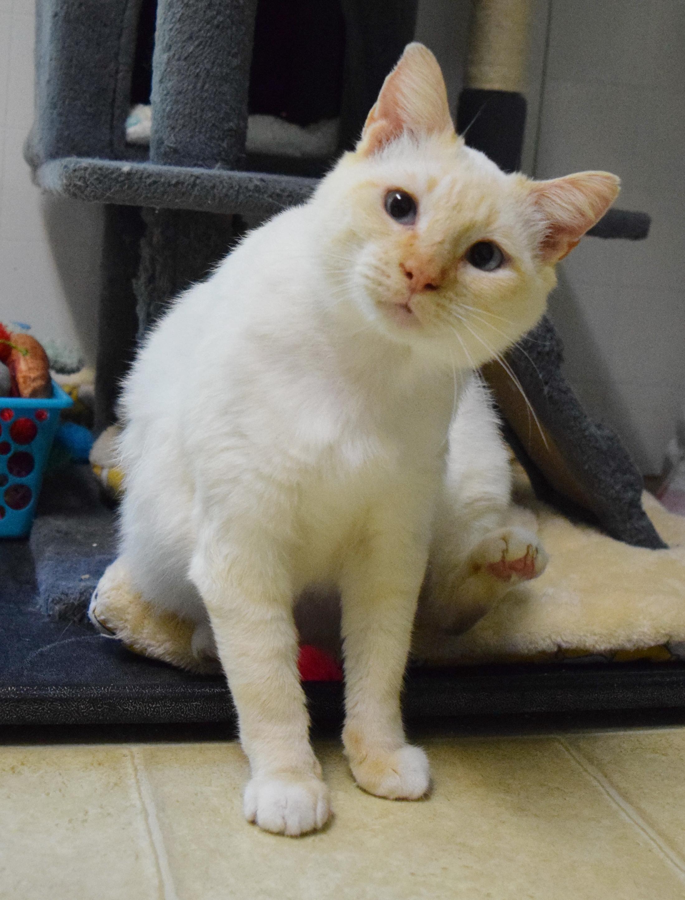 Tag, an adoptable mixed breed in Bulverde, TX image 5/6