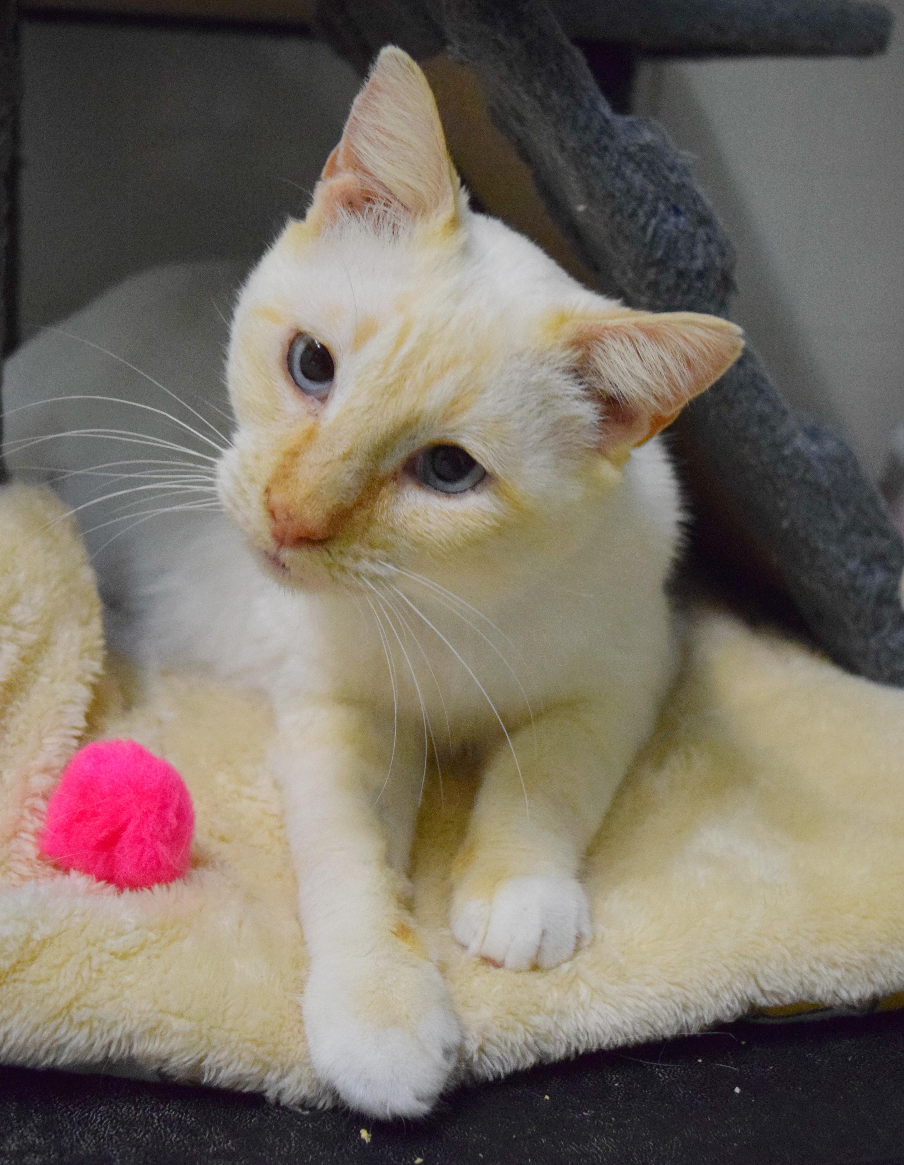Tag, an adoptable mixed breed in Bulverde, TX image 3/6