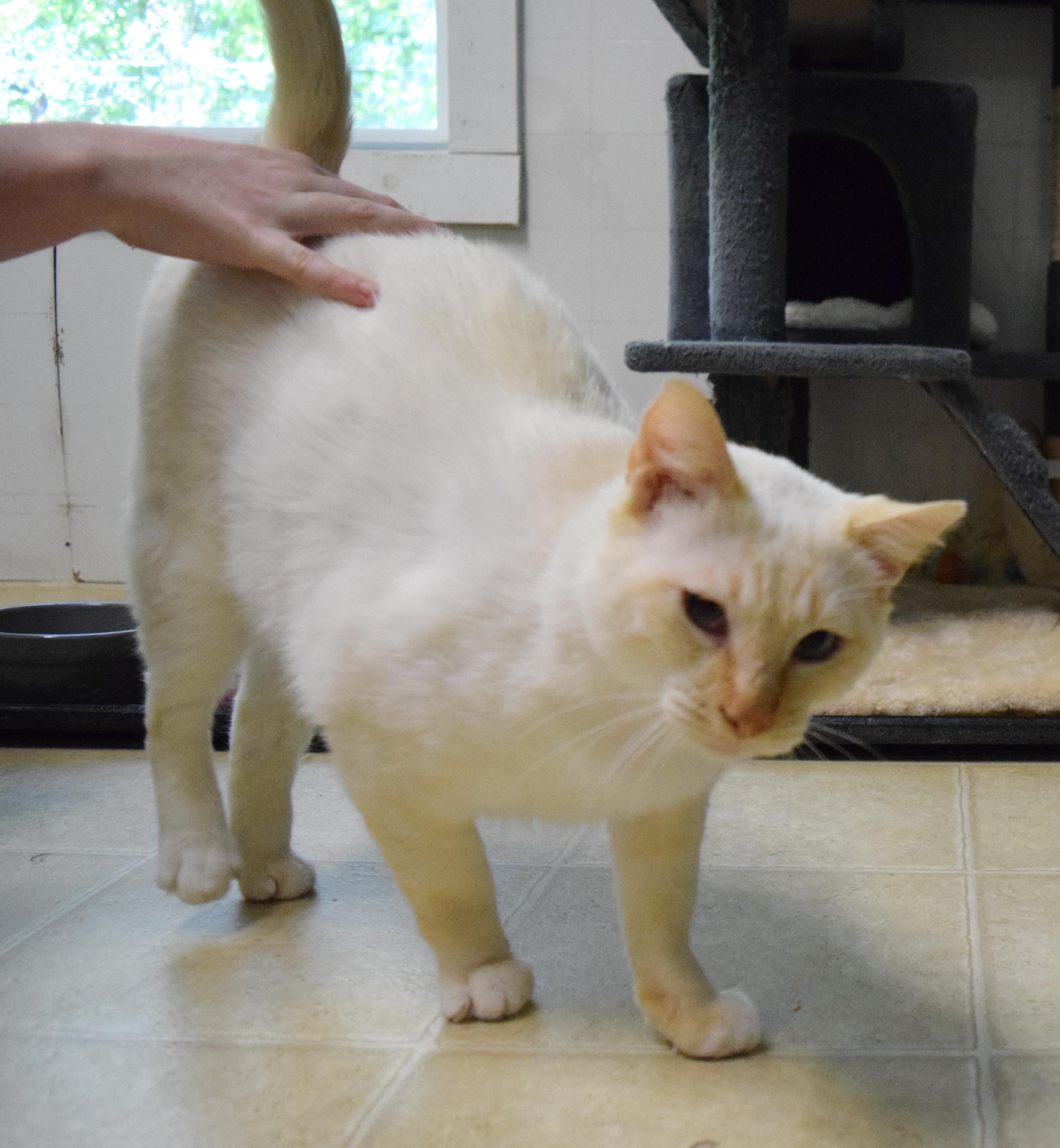 Tag, an adoptable mixed breed in Bulverde, TX image 2/6