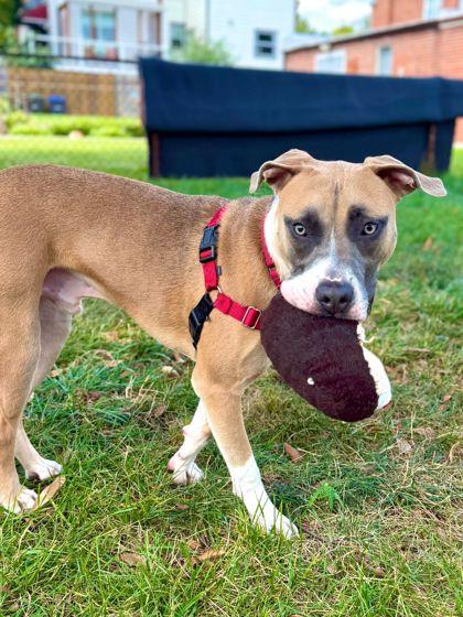 Enlarge Manchego, a Adoptable mixed breed in Washington, DC image 1/3
