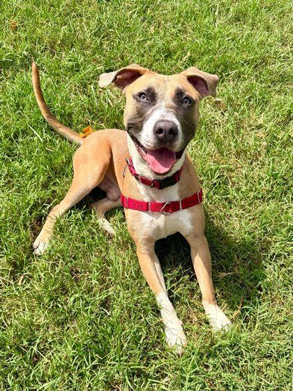 Enlarge Manchego, a Adoptable mixed breed in Washington, DC image 2/3