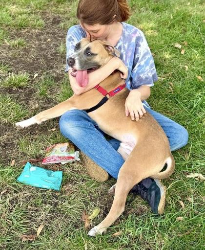 Enlarge Manchego, a Adoptable mixed breed in Washington, DC image 3/3